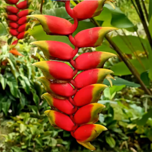 Un oasis de naturaleza: Explora la exuberancia del Jardín Botánico San Jorge en nuestro cautivador video